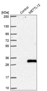 METTL12 Antibody in Western Blot (WB)