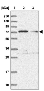 TTC12 Antibody in Western Blot (WB)
