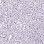 FCHSD2 Antibody in Immunohistochemistry (Paraffin) (IHC (P))