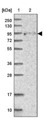 FCHSD2 Antibody in Western Blot (WB)
