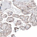 FCHSD2 Antibody in Immunohistochemistry (IHC)