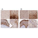 HAL Polyclonal Antibody
