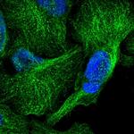 Cdc42EP2 Polyclonal Antibody