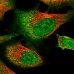 RNF111 Antibody in Immunocytochemistry (ICC/IF)