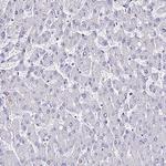 ICEBERG Antibody in Immunohistochemistry (Paraffin) (IHC (P))