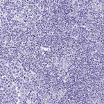 ICEBERG Polyclonal Antibody