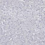 VGLL4 Antibody in Immunohistochemistry (Paraffin) (IHC (P))