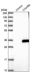 CXorf56 Antibody in Western Blot (WB)