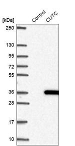 CUTC Antibody in Western Blot (WB)