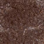 CDC42SE2 Polyclonal Antibody