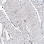 CDC42SE2 Antibody in Immunohistochemistry (Paraffin) (IHC (P))