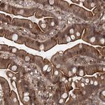 CDC42SE2 Antibody in Immunohistochemistry (Paraffin) (IHC (P))