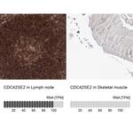 CDC42SE2 Antibody in Immunohistochemistry (IHC)