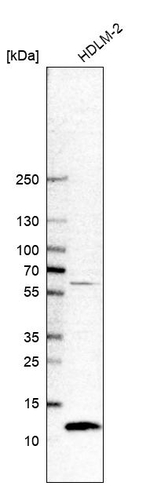 CDC42SE2 Antibody in Western Blot (WB)