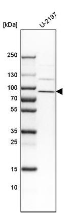 FAM111B Antibody in Western Blot (WB)