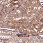 SPATS2 Antibody in Immunohistochemistry (Paraffin) (IHC (P))