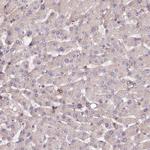 SPATS2 Antibody in Immunohistochemistry (Paraffin) (IHC (P))
