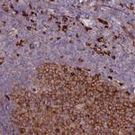 SPATS2 Antibody in Immunohistochemistry (Paraffin) (IHC (P))