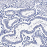 METTL7B Antibody in Immunohistochemistry (Paraffin) (IHC (P))