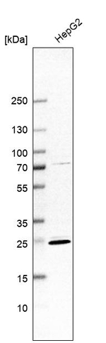 DAO Antibody in Western Blot (WB)