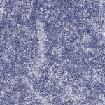 DAO Antibody in Immunohistochemistry (IHC)