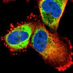 ITFG2 Polyclonal Antibody