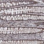 ITFG2 Polyclonal Antibody