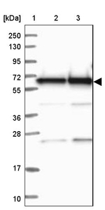 BIN2 Antibody in Western Blot (WB)
