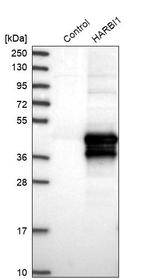 HARBI1 Antibody in Western Blot (WB)