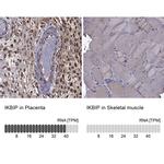 IKBIP Antibody in Immunohistochemistry (IHC)