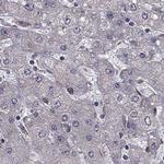 IKBIP Antibody in Immunohistochemistry (IHC)