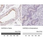 CAPZA3 Antibody in Immunohistochemistry (IHC)