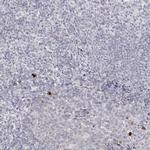 LY6G5C Antibody in Immunohistochemistry (Paraffin) (IHC (P))
