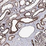 MSANTD2 Antibody in Immunohistochemistry (Paraffin) (IHC (P))