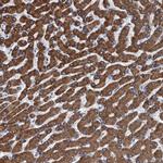 TRPT1 Antibody in Immunohistochemistry (Paraffin) (IHC (P))