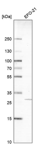 TRPT1 Antibody in Western Blot (WB)