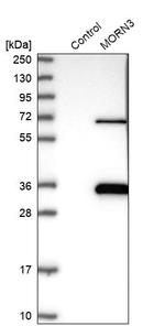 MORN3 Antibody in Western Blot (WB)