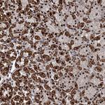 MORN3 Antibody in Immunohistochemistry (Paraffin) (IHC (P))