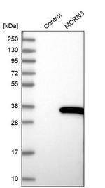 MORN3 Antibody in Western Blot (WB)