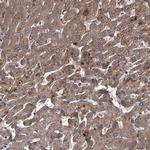 UNC93B1 Polyclonal Antibody