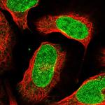 C12orf45 Antibody in Immunocytochemistry (ICC/IF)