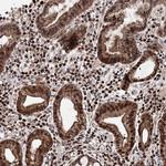 C12orf45 Antibody in Immunohistochemistry (Paraffin) (IHC (P))