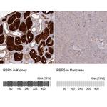 RBP5 Antibody