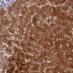 TTC36 Antibody in Immunohistochemistry (Paraffin) (IHC (P))