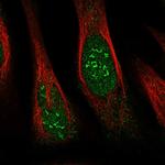 THYN1 Polyclonal Antibody