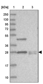 THYN1 Antibody in Western Blot (WB)
