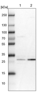 THYN1 Antibody in Western Blot (WB)