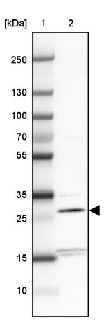 THYN1 Antibody in Western Blot (WB)