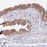RPL13A Antibody in Immunohistochemistry (Paraffin) (IHC (P))