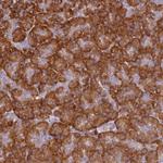 RPL13A Antibody in Immunohistochemistry (Paraffin) (IHC (P))